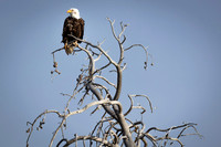 Eagle, Soda Butte Creek, Lamar Valley, Yellowstone National Park
