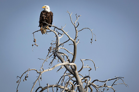 Eagle, Soda Butte Creek, Lamar Valley, Yellowstone National Park