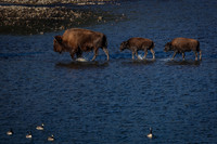 Bison Crossing, Soda Butte Creek, Lamar Valley, Yellowstone National Park