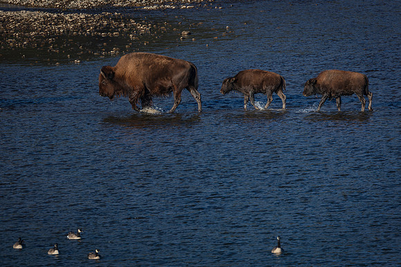 Bison Crossing, Soda Butte Creek, Lamar Valley, Yellowstone National Park