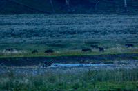 Junction Butte Wolf Pack goes hunting in Lamar Valley, Yellowstone National Park