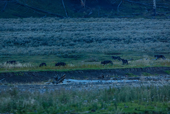 Junction Butte Wolf Pack goes hunting in Lamar Valley, Yellowstone National Park