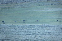 Junction Butte Wolf Pack goes hunting in Lamar Valley, Yellowstone National Park