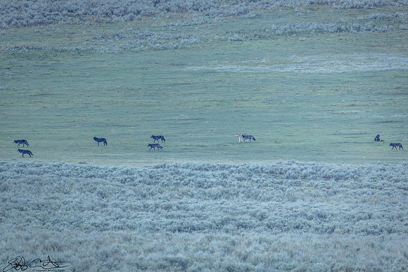 Junction Butte Wolf Pack goes hunting in Lamar Valley, Yellowstone National Park