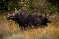 Mother Moose, Warm Creek Trailhead, Yellowstone National Park