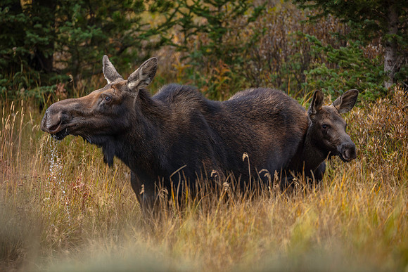 Mother Moose, Warm Creek Trailhead, Yellowstone National Park