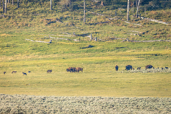 Scattering of the pack