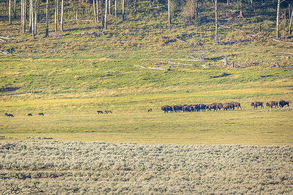 Scattering of the pack