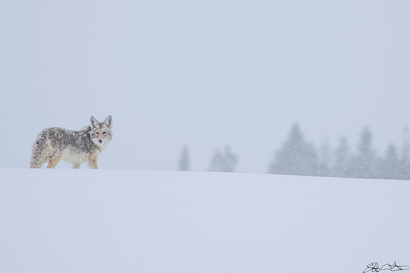 Coyote, Hayden Valley, Yellowstone National Park, Wyoming