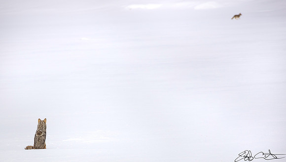 Hopeful Coyote, Hayden Valley, Yellowstone National Park, Wyoming