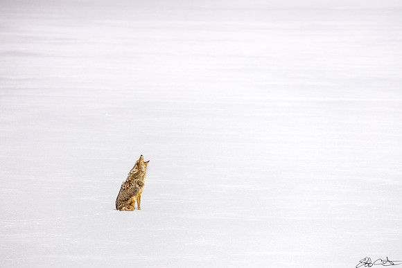 Lonely Coyote, Hayden Valley, Yellowstone National Park, Wyoming