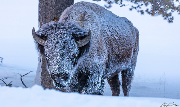 Frosty Bison, Yellowstone National Park, Wyoming