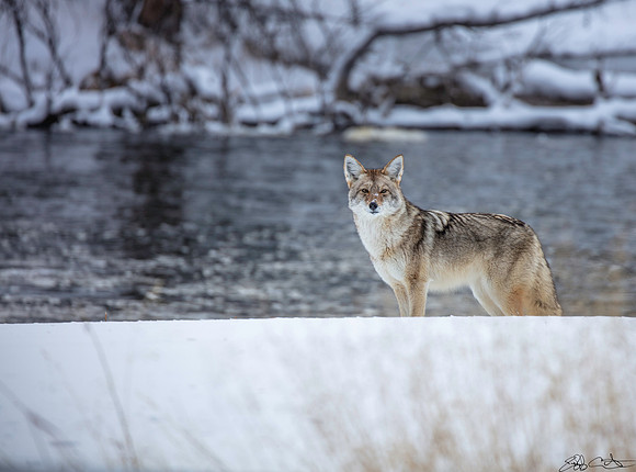 Coyote, Madison River bank, Yellowstone National Park, Wyoming