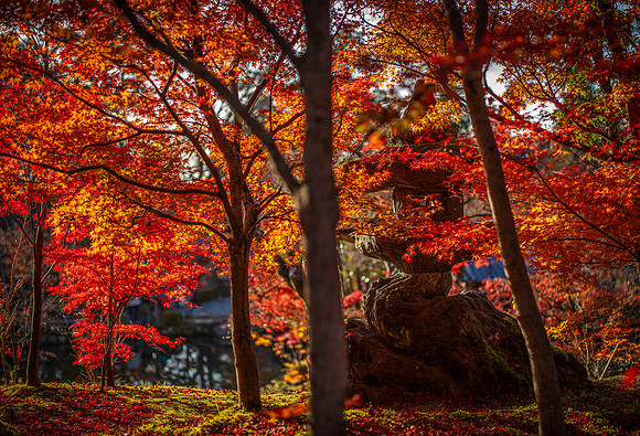 Eikan-do 永観堂, Kyoto Japan
