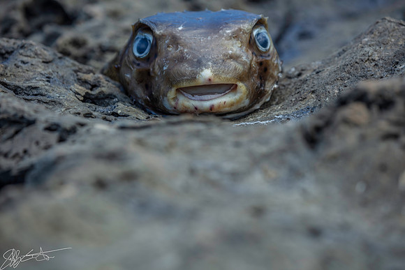 "Just as Surprised as I was" Makaluapuna Point, Maui Hawaii