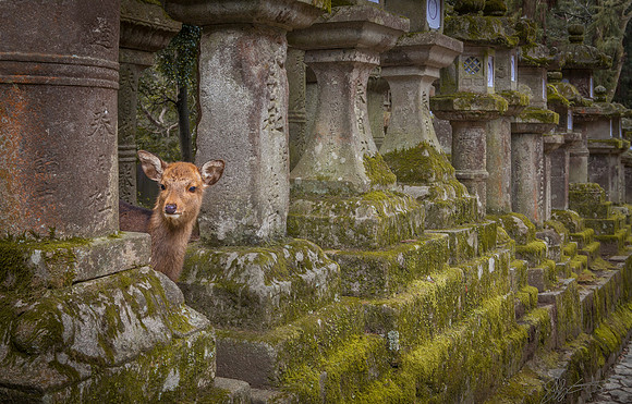 Deer in Nara 奈良の鹿, Nara, Japan