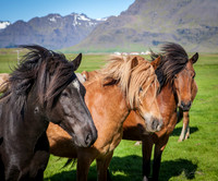 Icelandic Horses